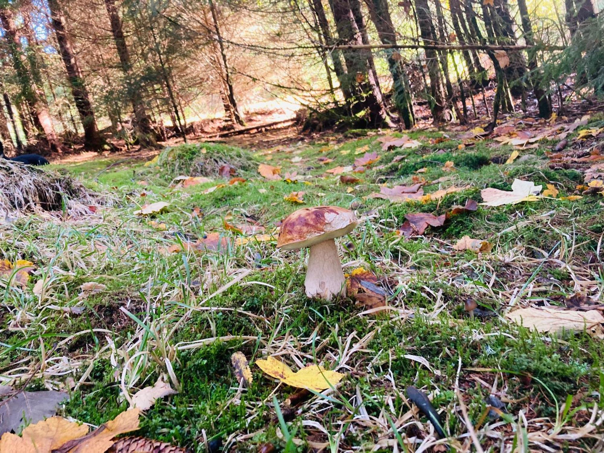 Le Perchoir Du Grand Valtin - Gite 5 Personnes - Altitude 830 Ban-sur-Meurthe-Clefcy Buitenkant foto